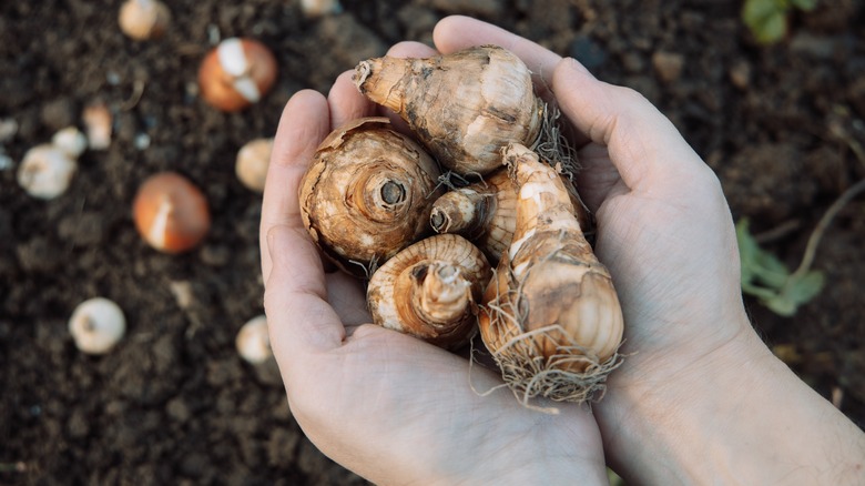 Hands hold daffodil bulbs