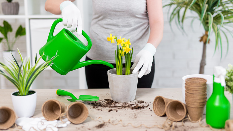 Woman waters pot of daffodils