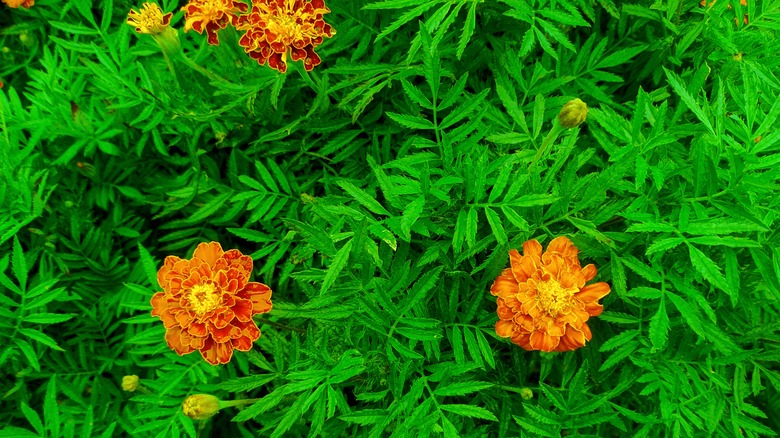 Marigold blooms amid green leaves