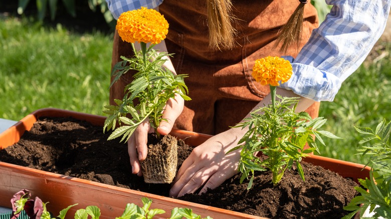 Gardener planting potted marigolds