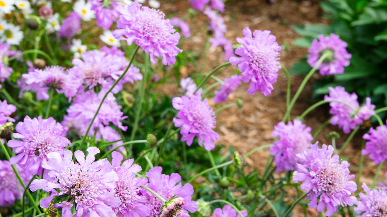 pincushion flowers