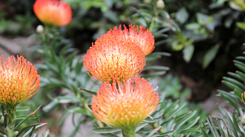 pincushion flowers