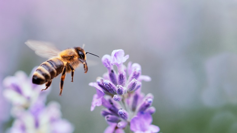 bee landing on lavender flowers