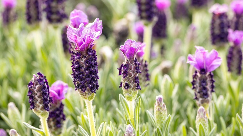 close up of lavender blooming