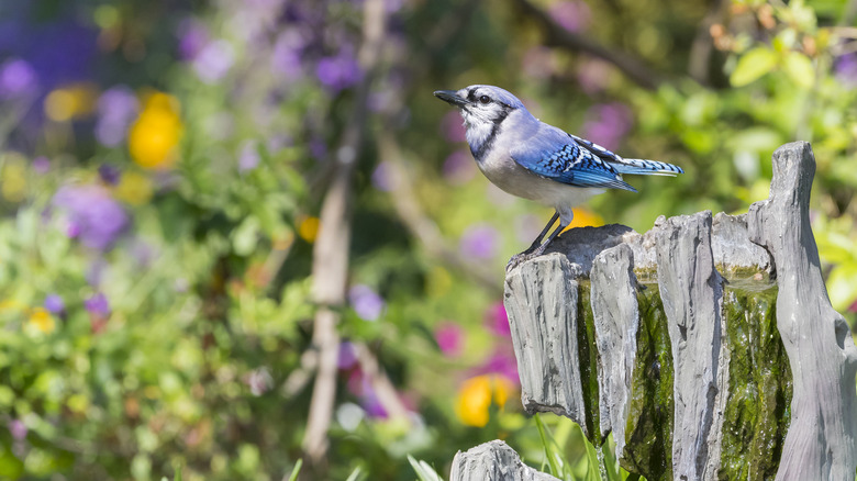 variety of perched songbirds