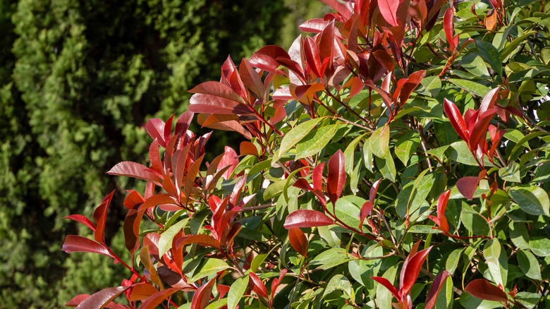 up close red robin tree