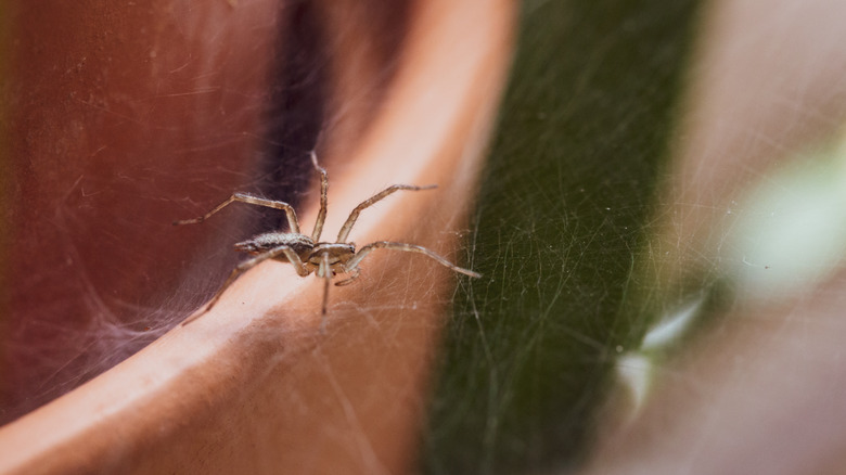 Spider in web indoors