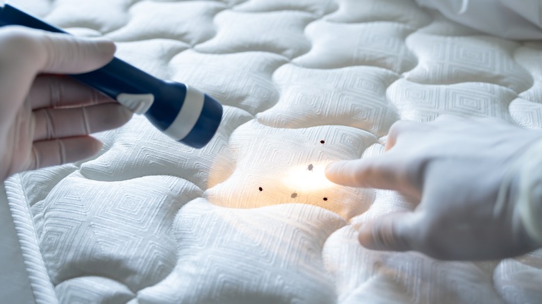 Flashlight shining on bed bugs