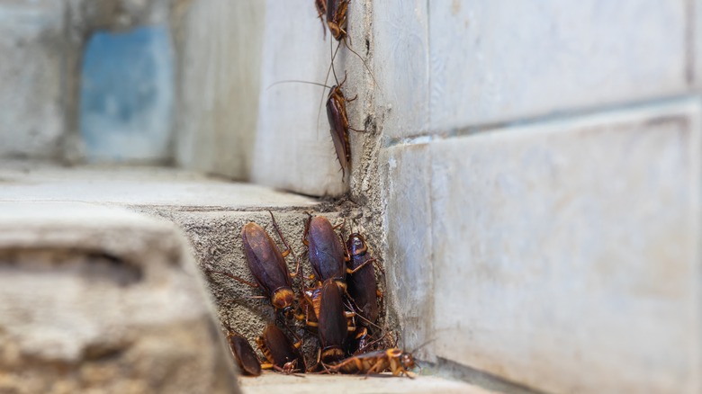 roaches in a nesting area
