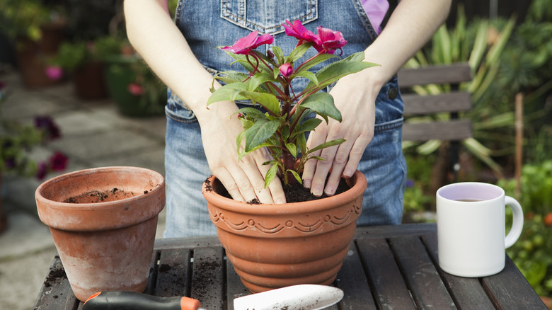 repotting a plant