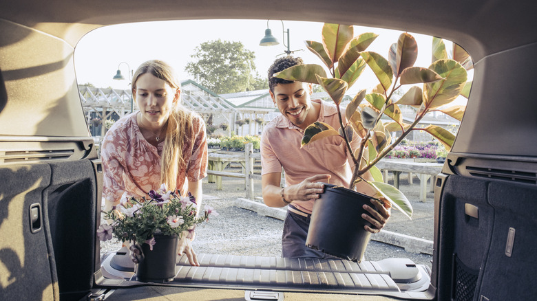 buying potted flowers