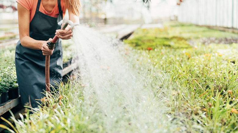 watering plants at store