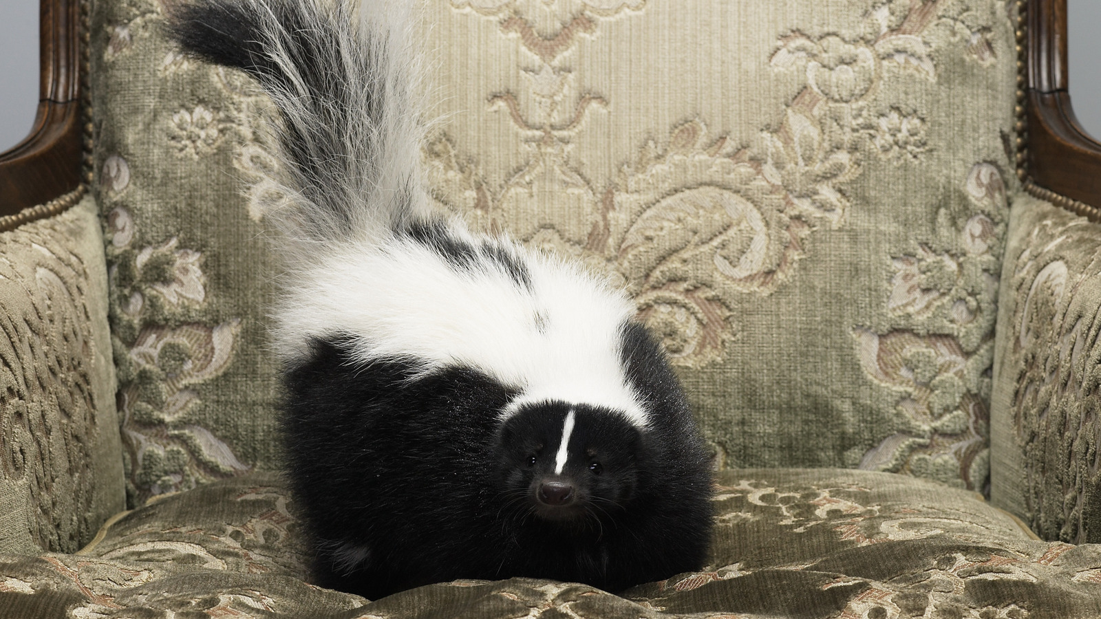 the-first-thing-you-should-do-if-a-skunk-gets-in-your-home