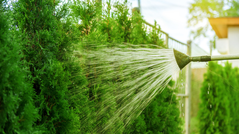 Hose spraying shrubbery