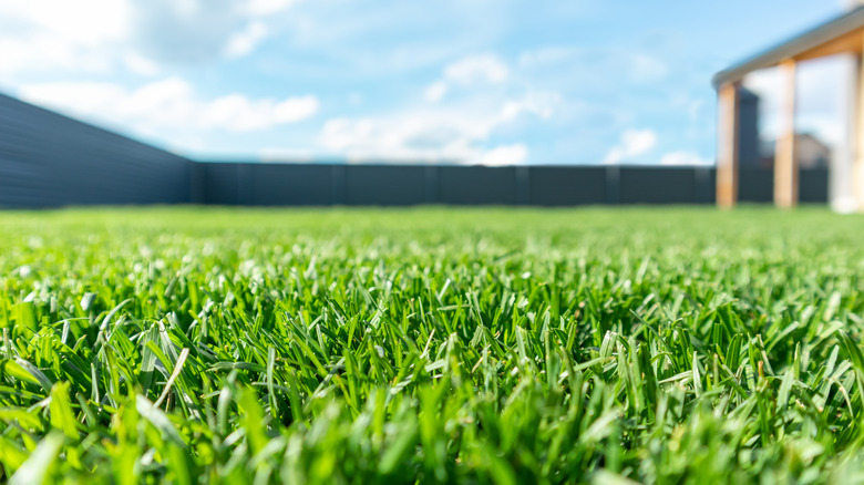 yard with lush green lawn