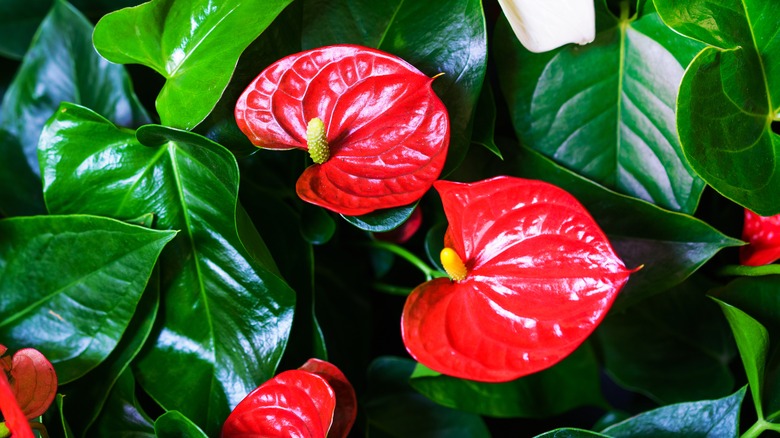 Flamingo flower close up