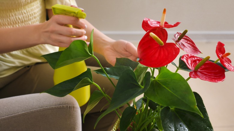 woman watering flamingo flower