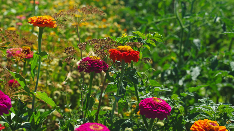 Various colors of zinnias and dill growing together in a garden