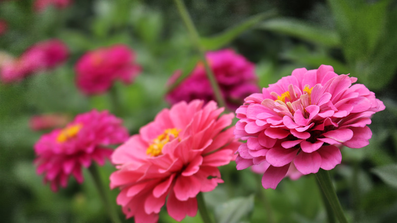 Pink zinnias blooming in a garden