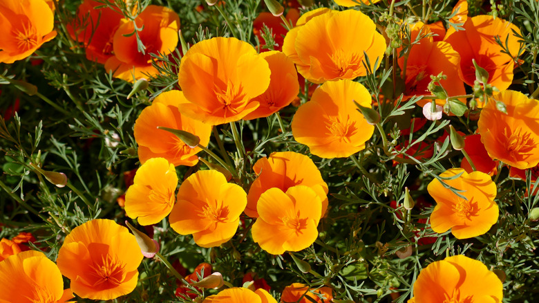 Orange California poppies blooming in sunny garden