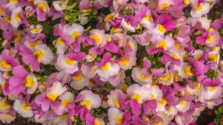 flowering Nemesia plant