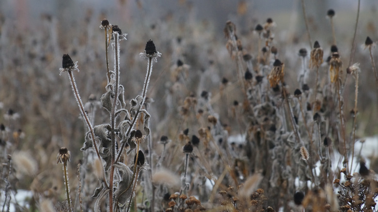 frost on dead flowers