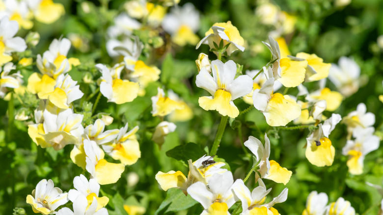 yellow Nemesia flowers