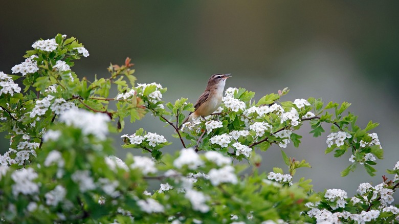 A blue jay sitting on a branch full of red hawthorn fruit.