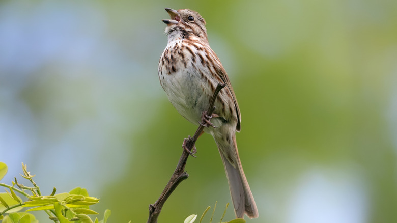 A songbird perched on a branch.