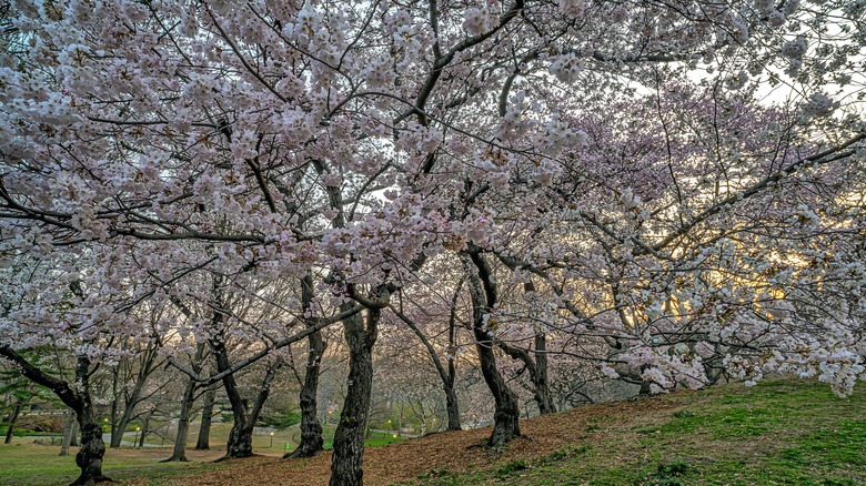 A grove of sweet crabapple trees bloom in spring.