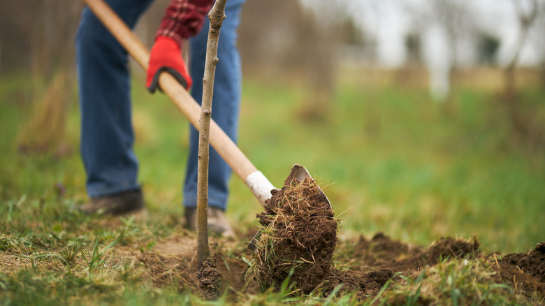 Person planting a tree