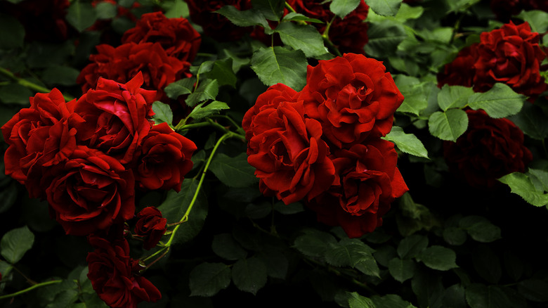 Red rose bush in bloom