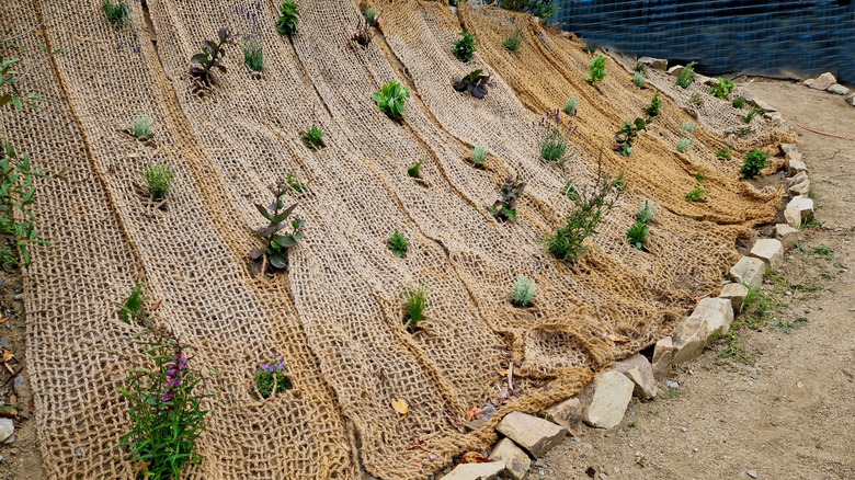 Various plants grow through a burlap layer on a sloped yard