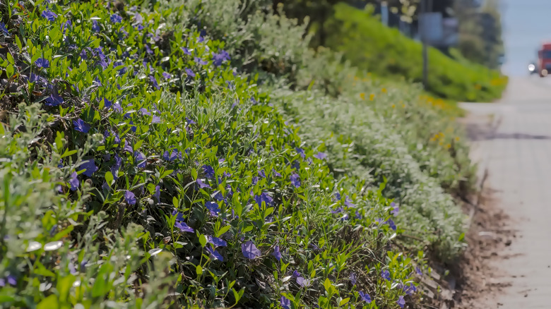 Various species of plants grow on a sunny slope