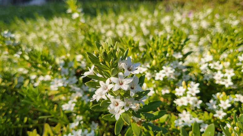 A field of Myoporum parvifolium plants blooming in full sun