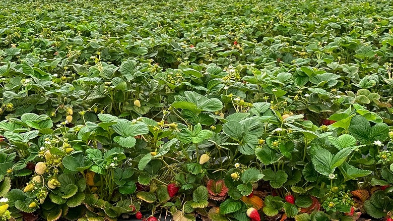 strawberries growing in field