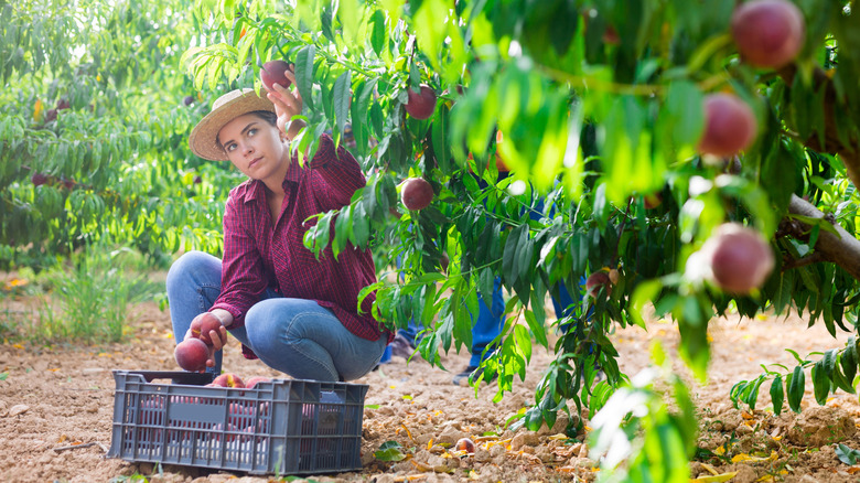 Woman harvesting peaches from tree in garden