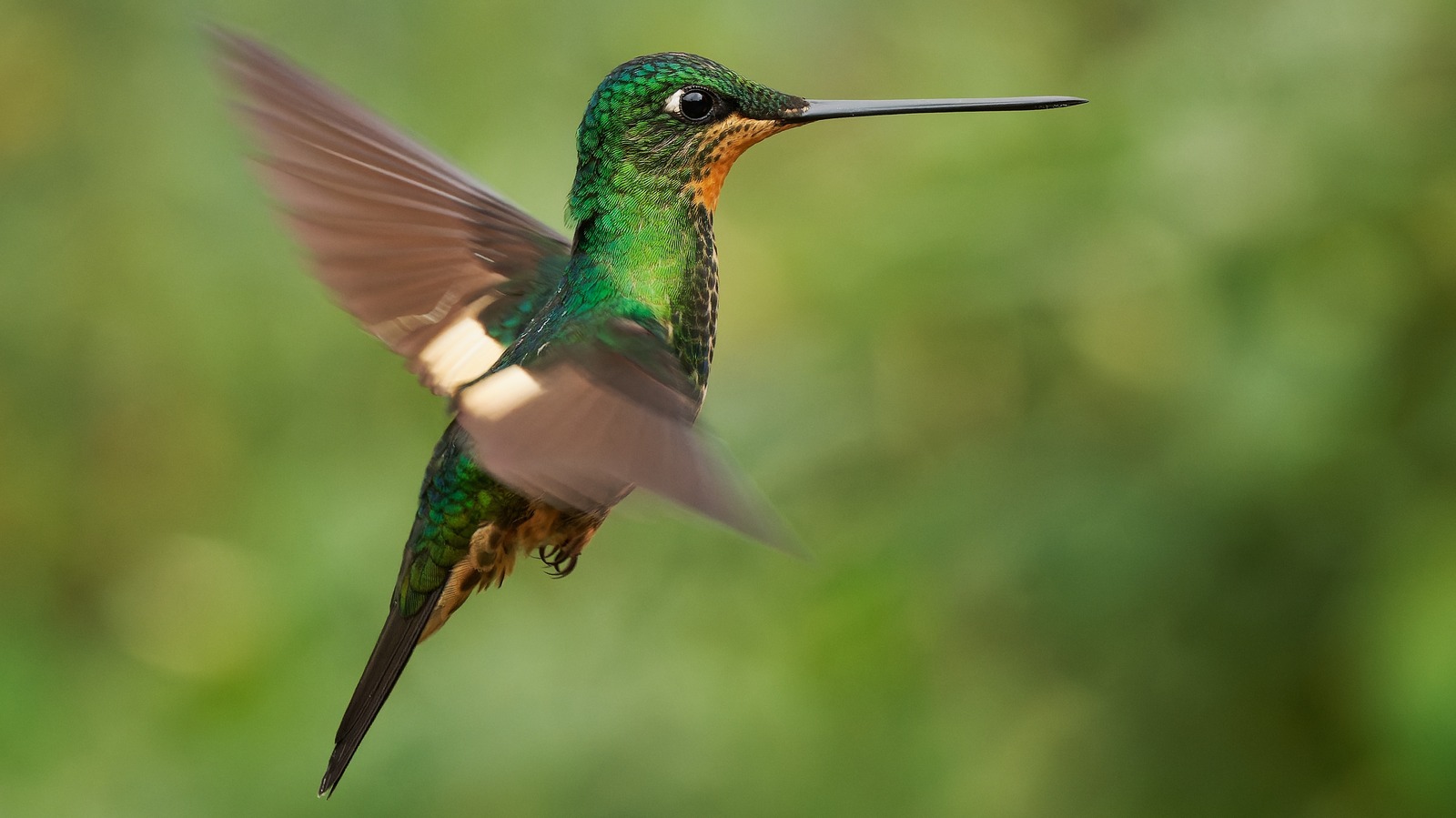 The Flowering Perennial That Hummingbirds Can't Get Enough Of