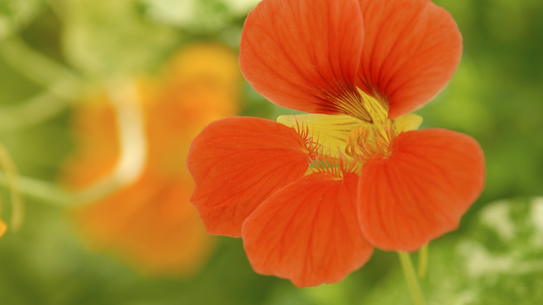 nasturtium flower