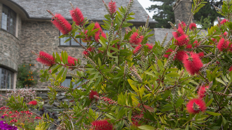 Bottlebrush shrub by home 