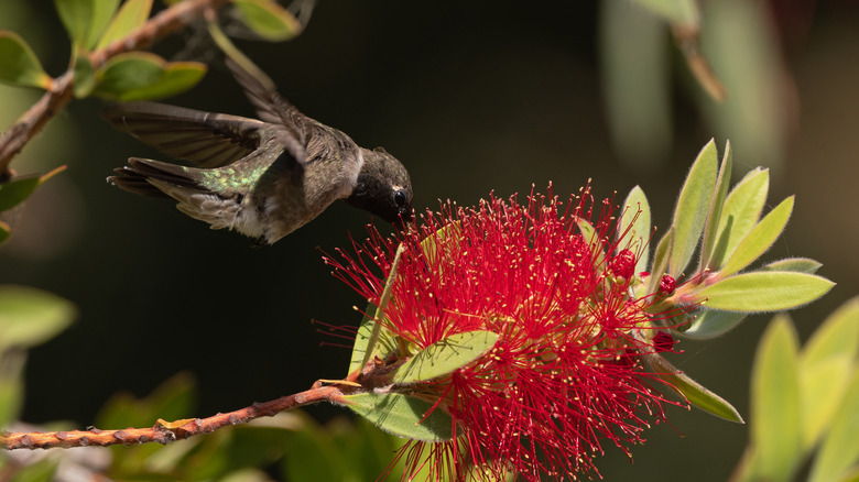 Hummingbird feeding on bottlebrush flower 