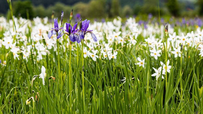 iris growing in field of daffodil