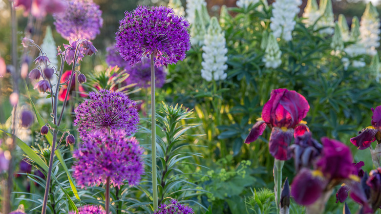 allium flowers with irises