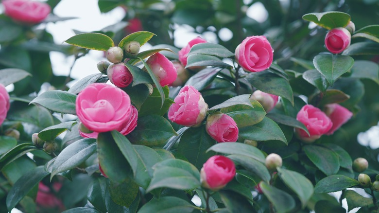 camellia bush flowers