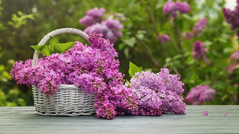 cut flowers of lilac in basket