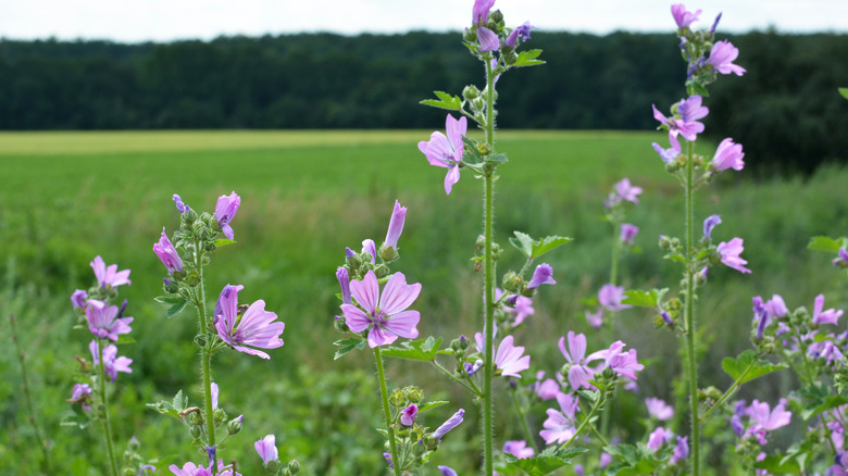 Malva plants