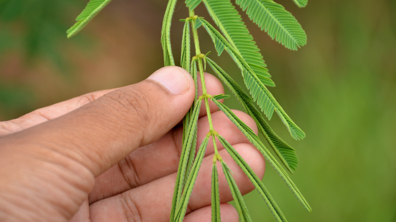 Flowering weed sensitive plant