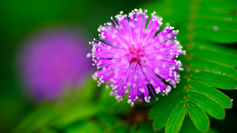 purple sensitive plant flower