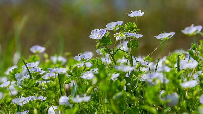 Corn speedwell weed flowers blooming in grass