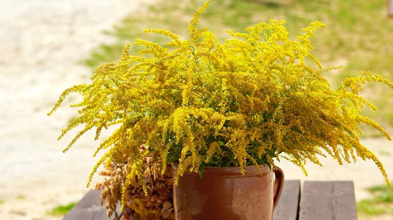 goldenrod in terra cotta planter